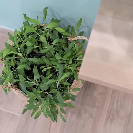 Viva Appartement Sorrente