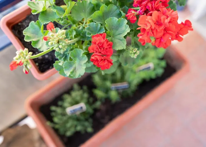 Viva Lägenhet Sorrento